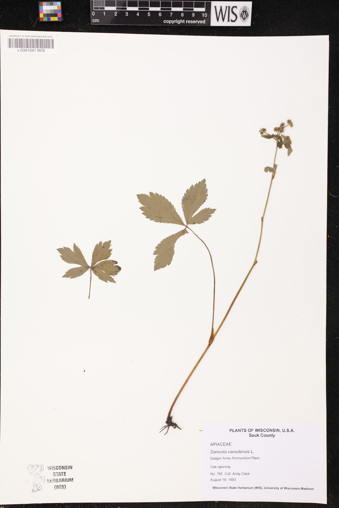 Sanicula canadensis image