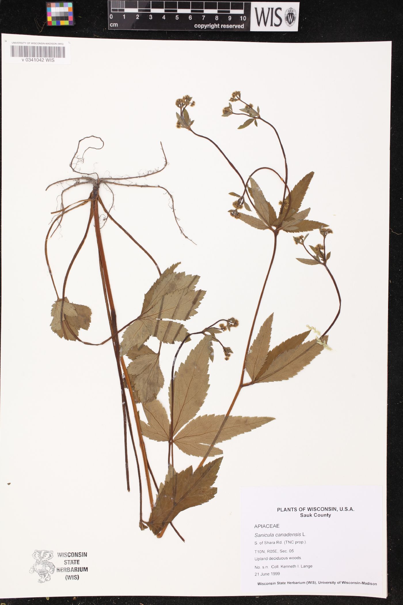Sanicula canadensis image