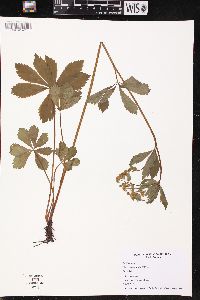 Sanicula marilandica image