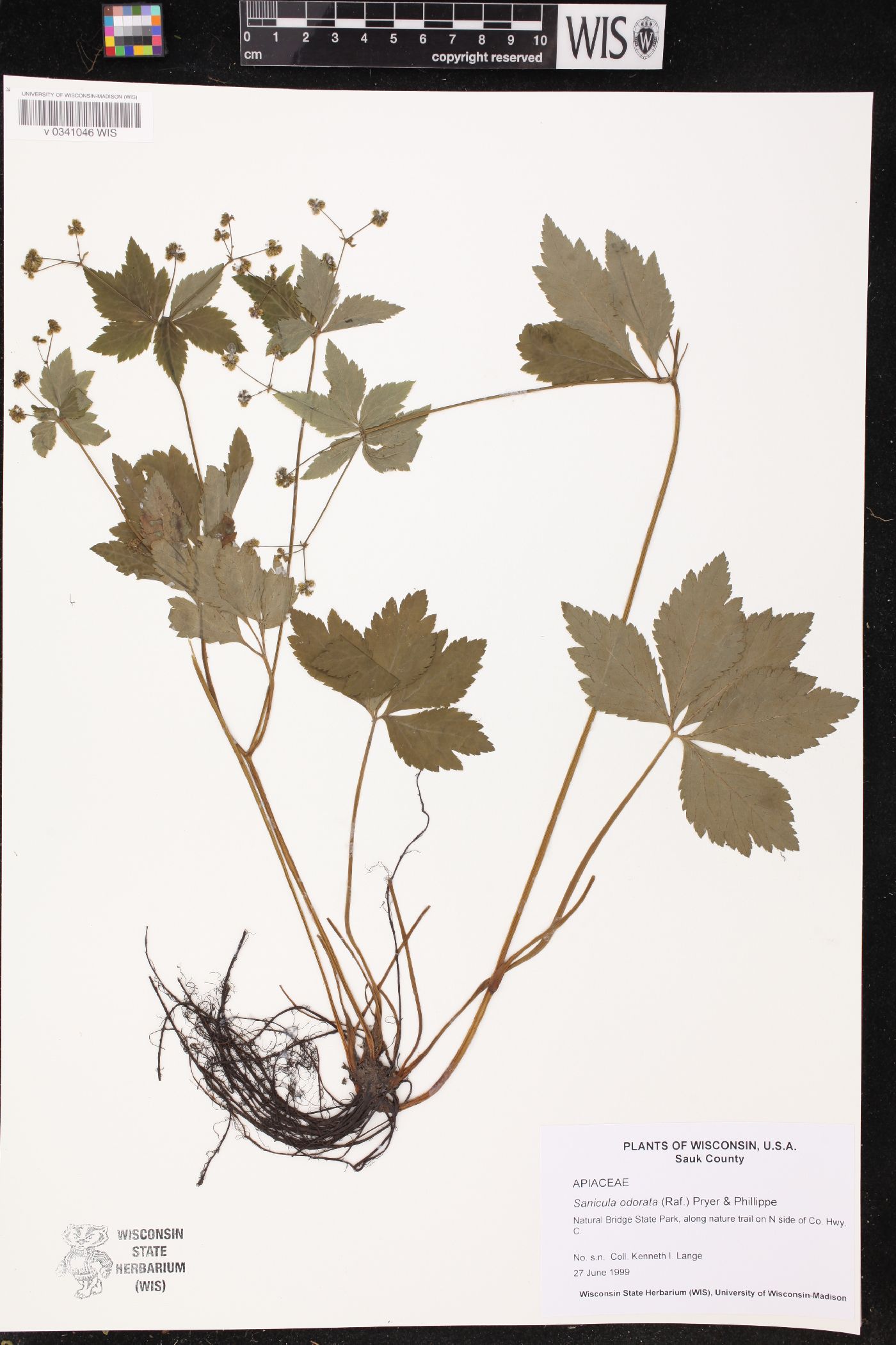 Sanicula odorata image