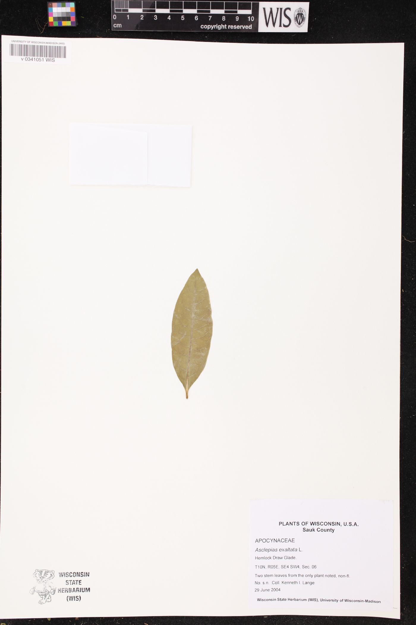 Asclepias exaltata image