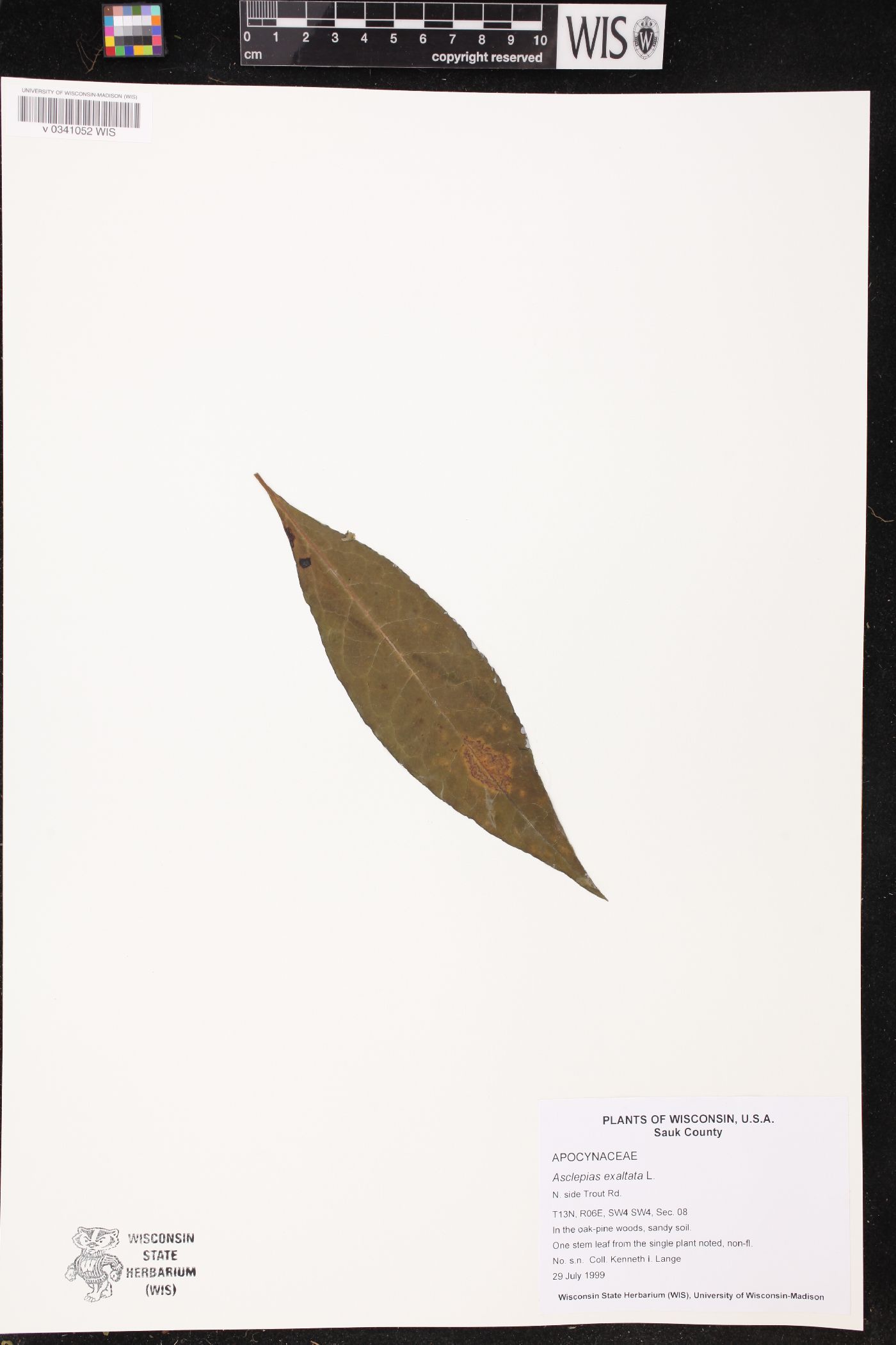 Asclepias exaltata image