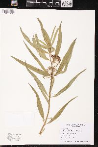 Asclepias hirtella image