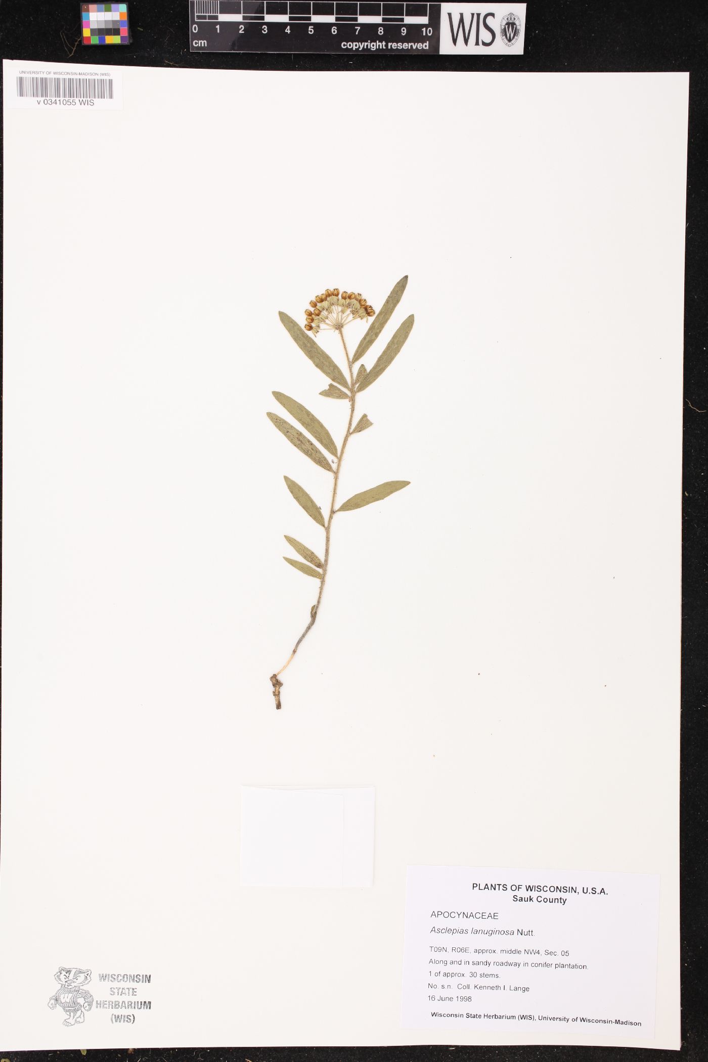 Asclepias lanuginosa image