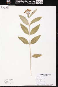 Asclepias ovalifolia image