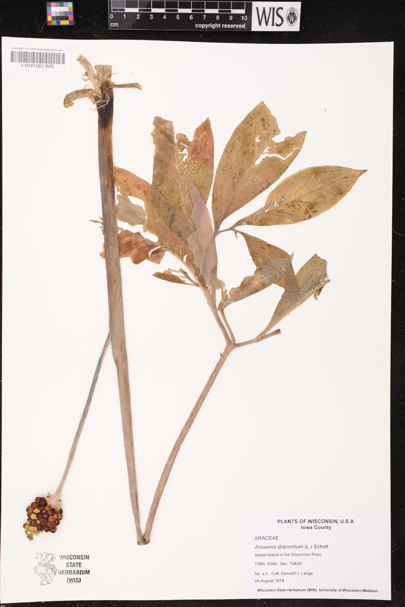 Arisaema dracontium image