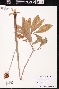 Arisaema dracontium image