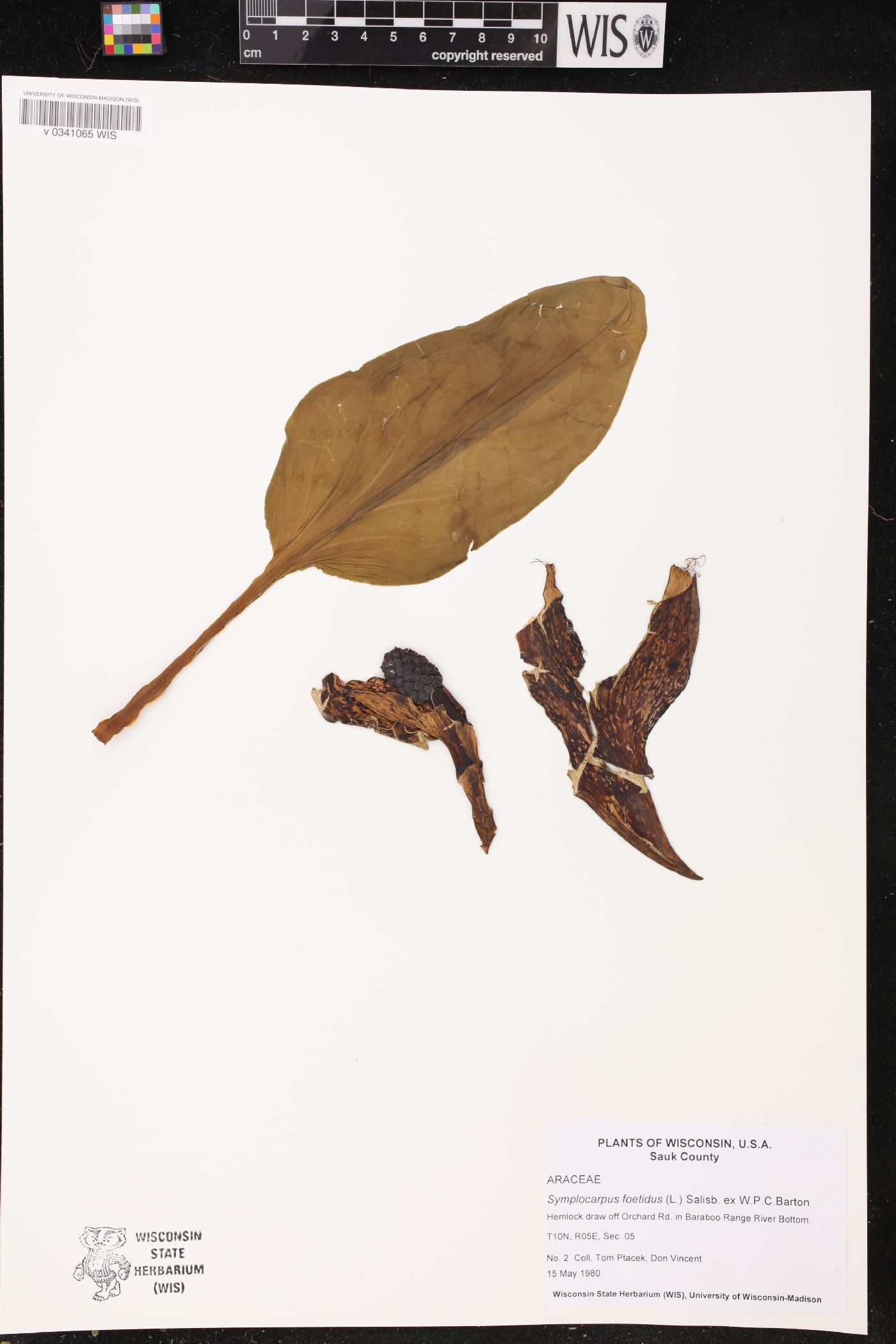 Symplocarpus foetidus image