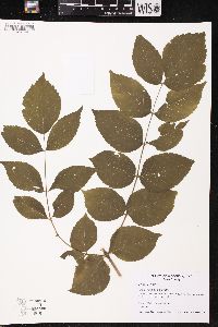 Aralia elata image