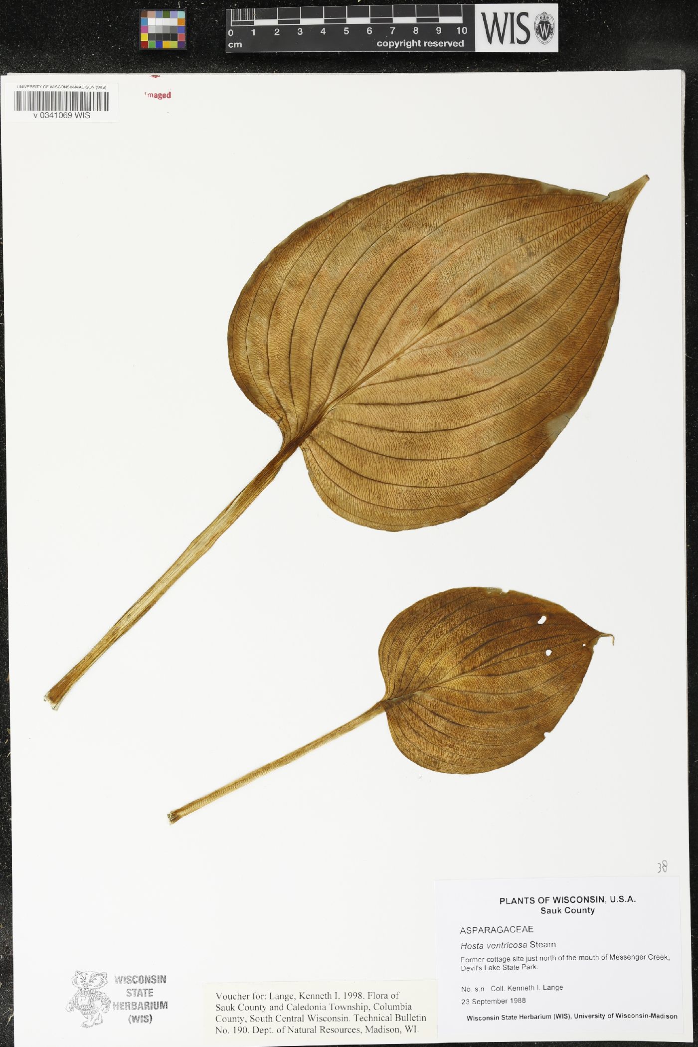 Hosta ventricosa image