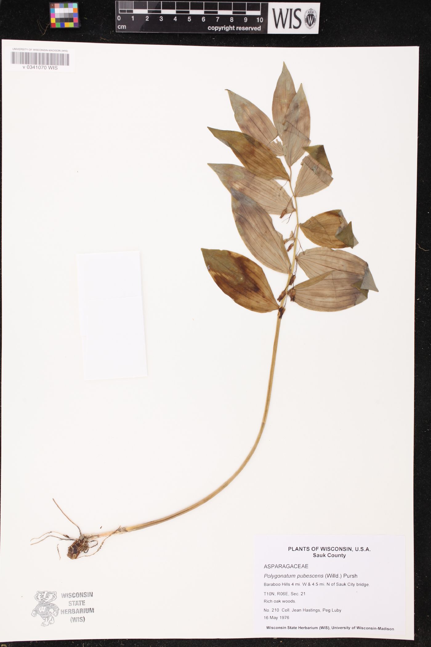 Polygonatum pubescens image