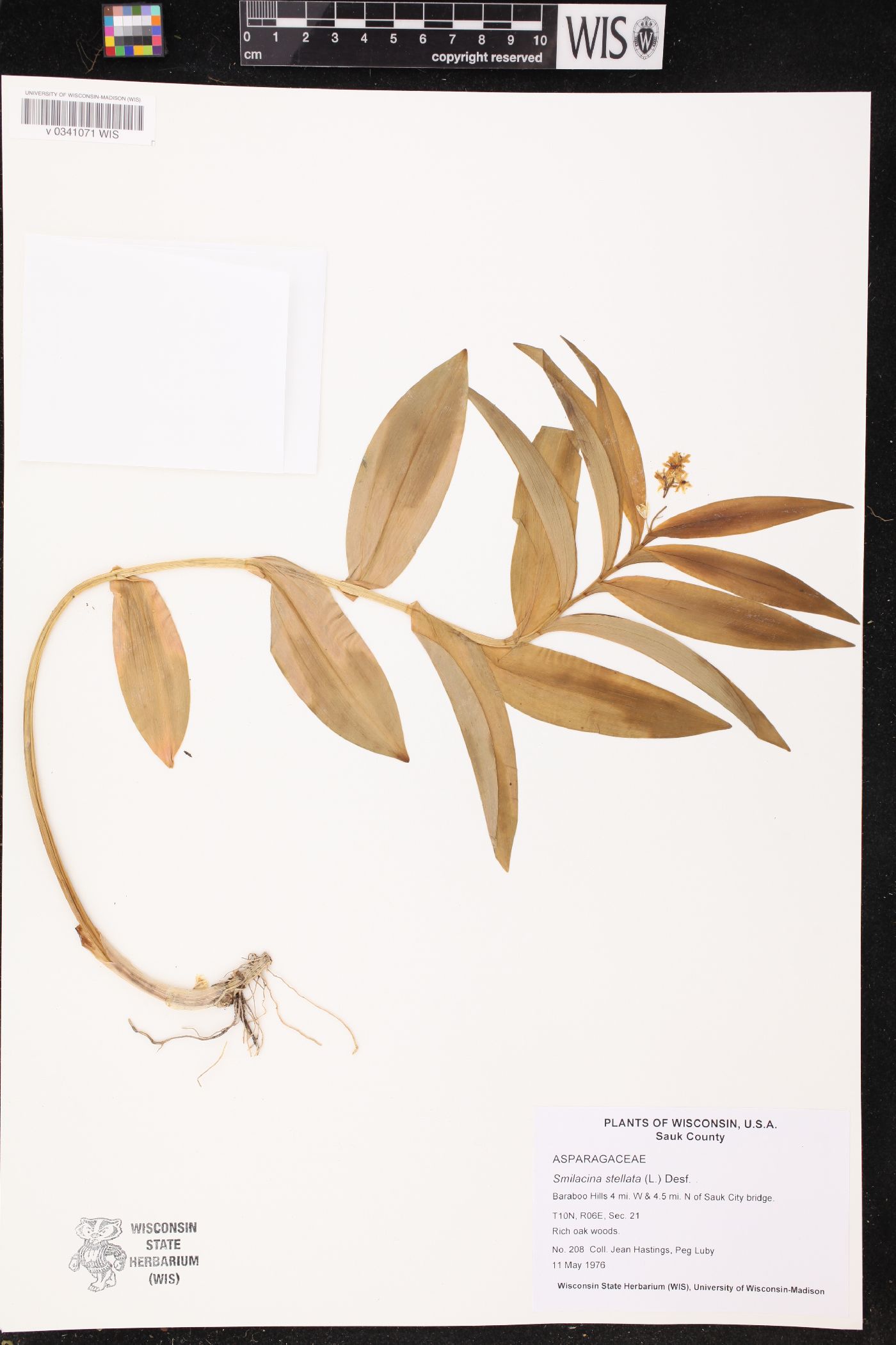 Maianthemum stellatum image
