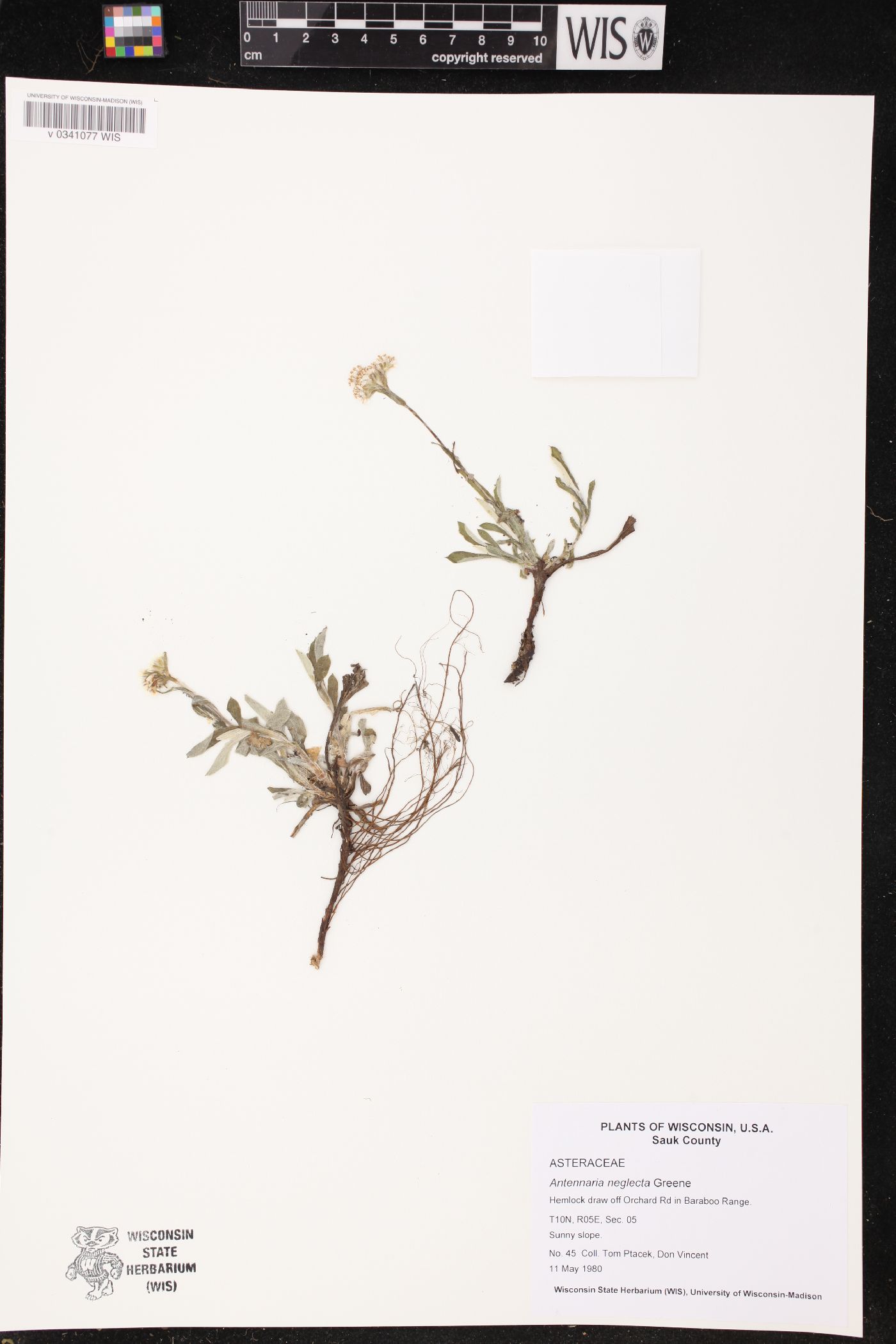 Antennaria neglecta image