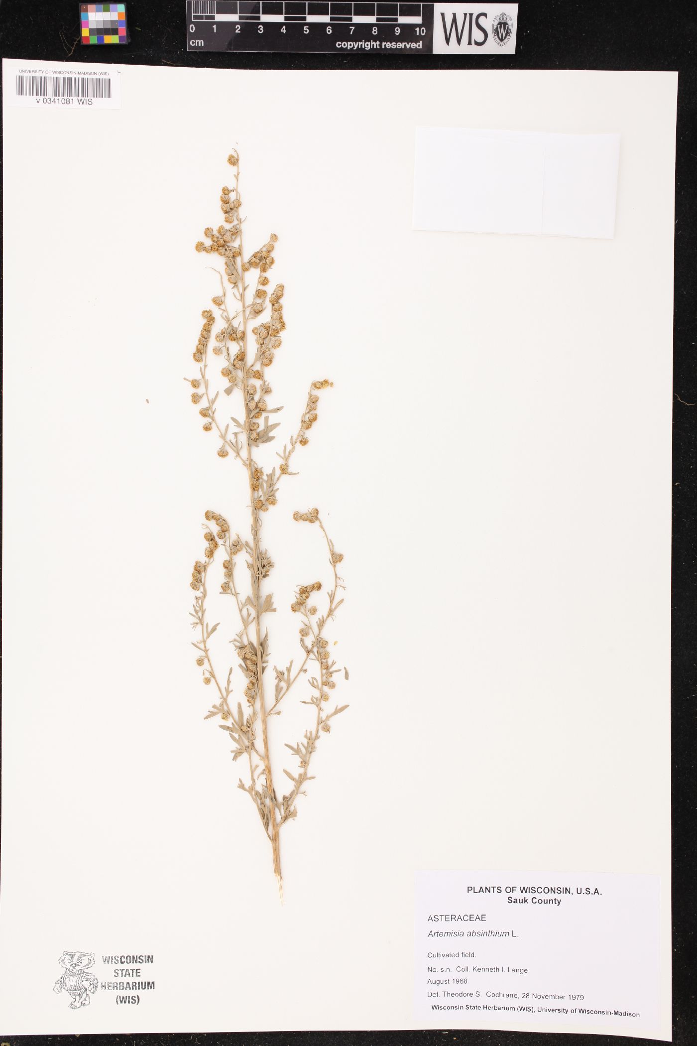Artemisia absinthium image