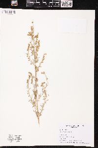 Artemisia absinthium image