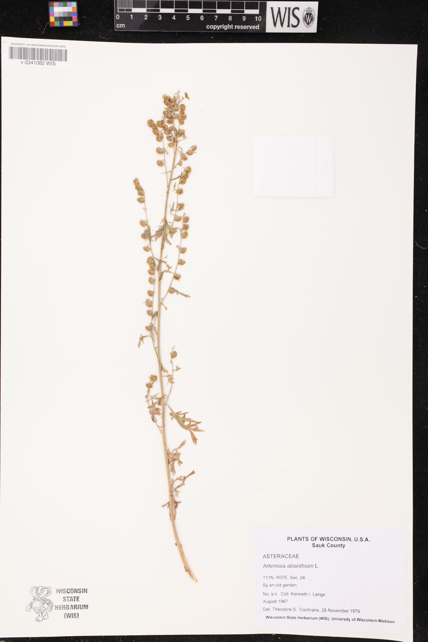 Artemisia absinthium image