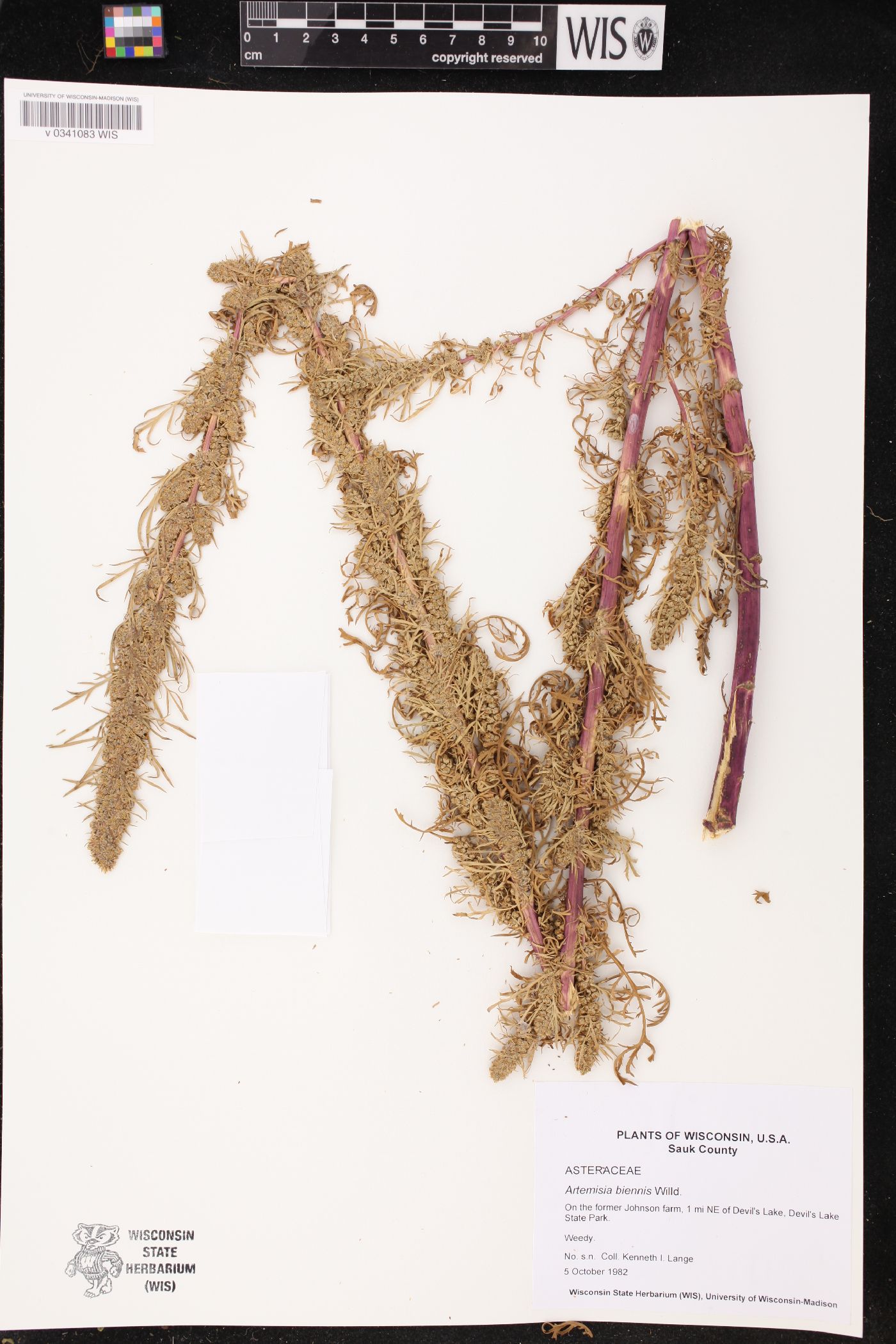 Artemisia biennis image