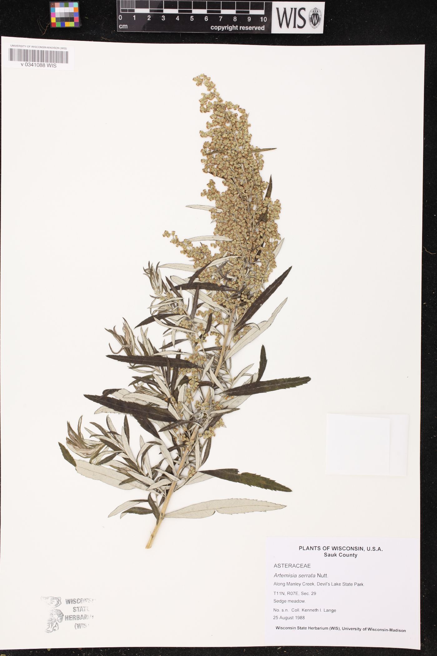 Artemisia serrata image