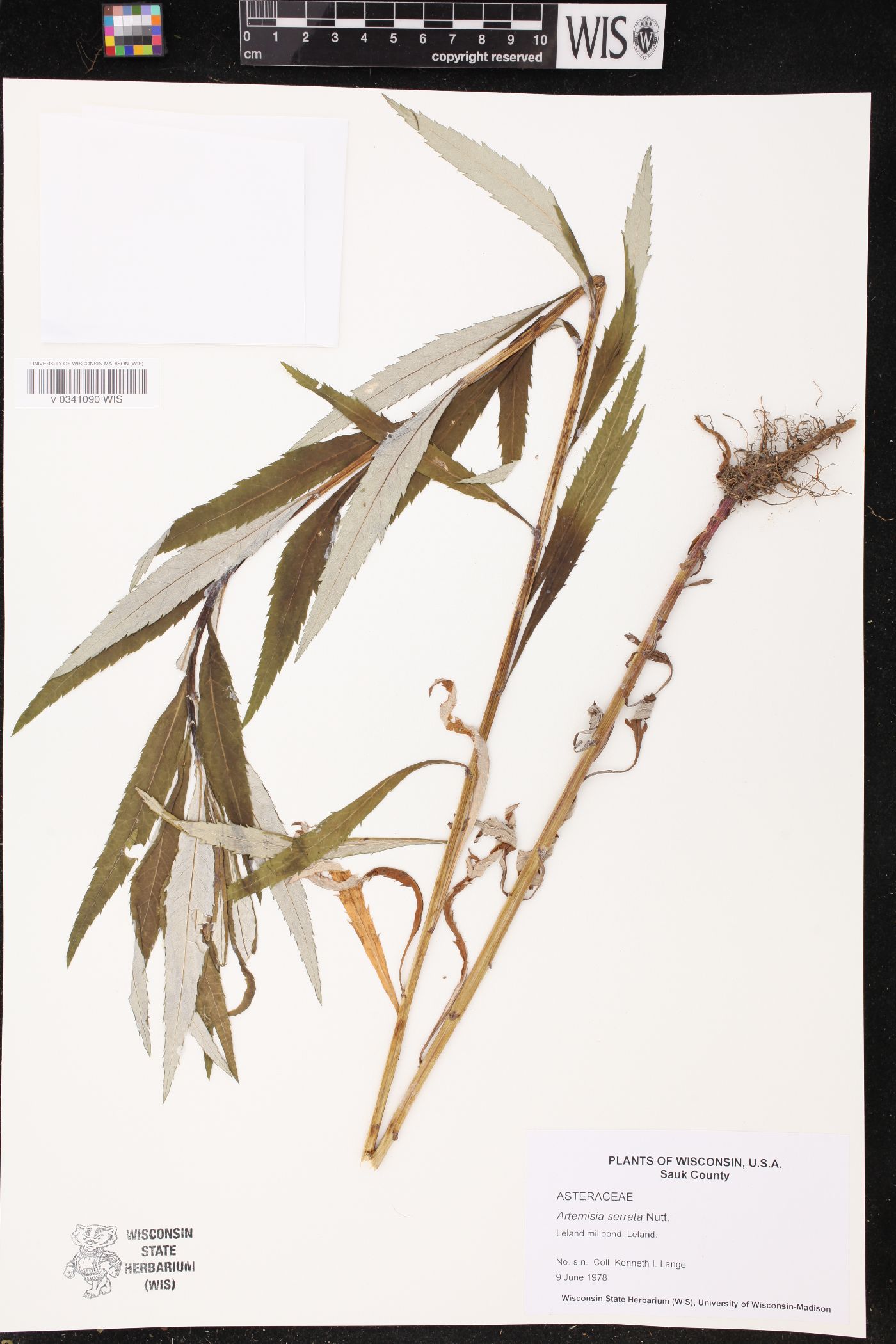 Artemisia serrata image