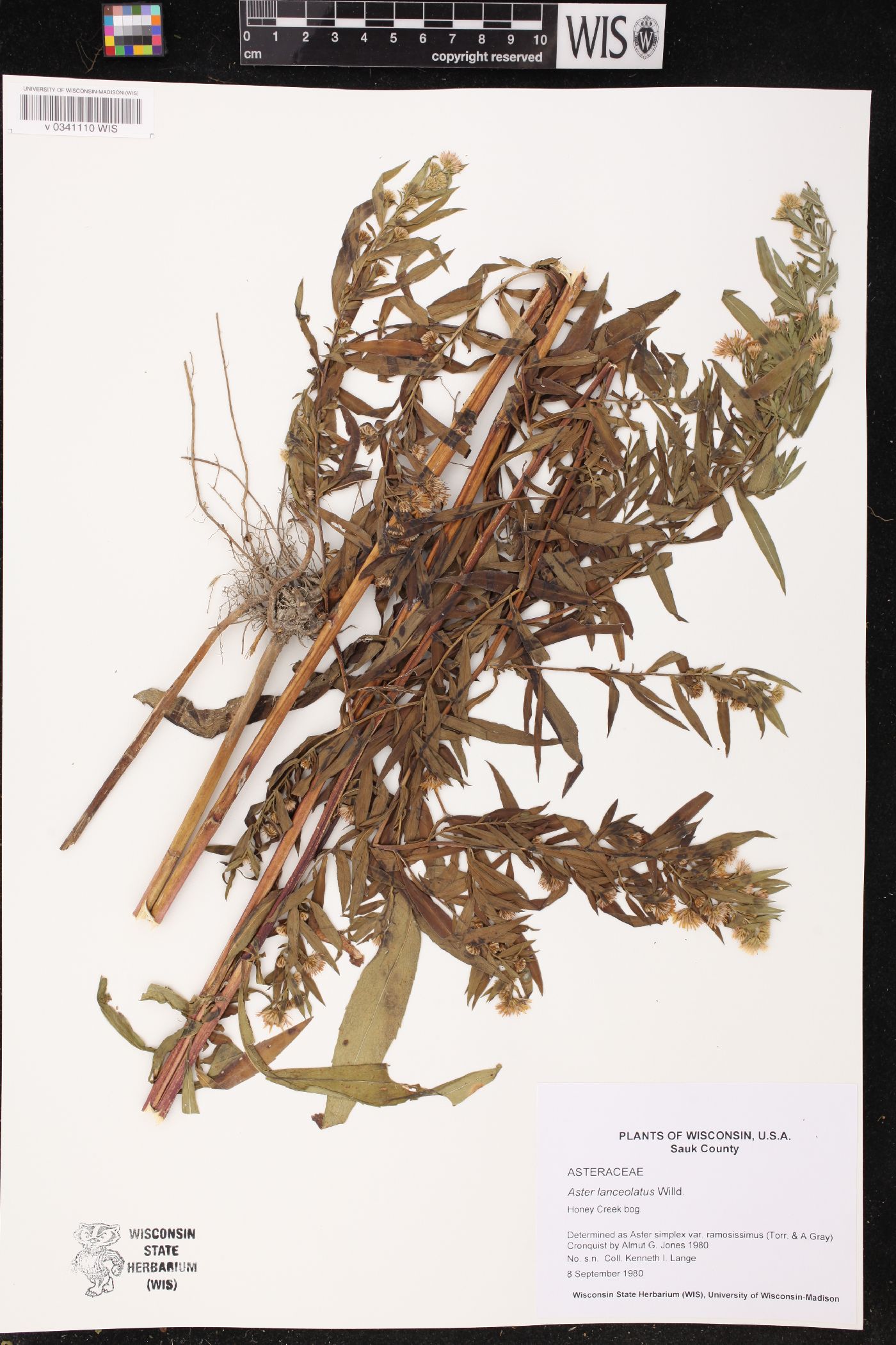 Symphyotrichum lanceolatum image
