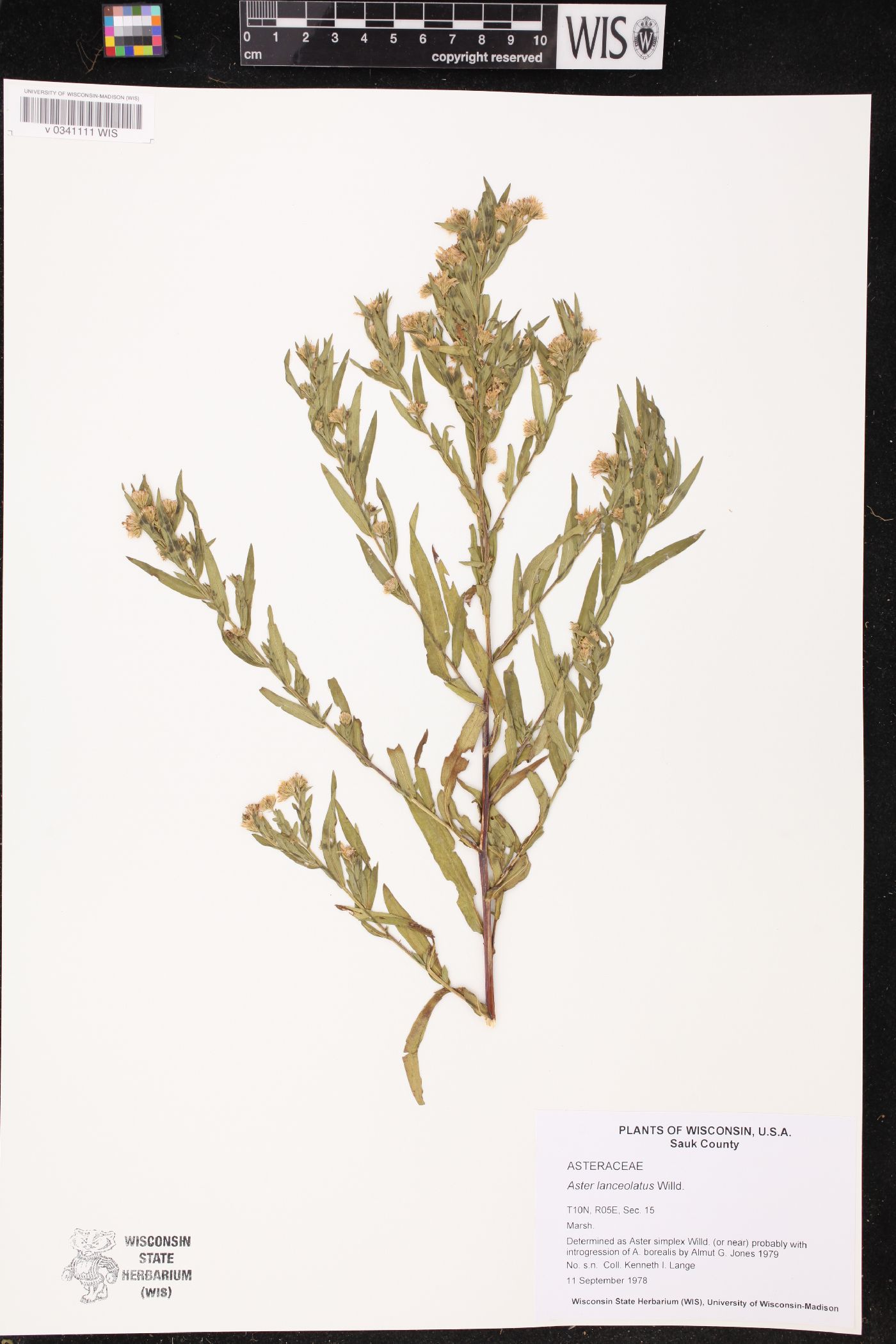 Symphyotrichum lanceolatum image