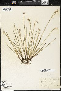 Sisyrinchium montanum image