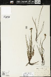 Sisyrinchium montanum image