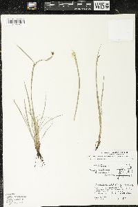 Sisyrinchium montanum image