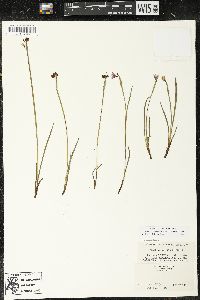 Sisyrinchium montanum image