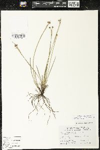 Sisyrinchium montanum image