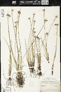 Sisyrinchium montanum var. crebrum image