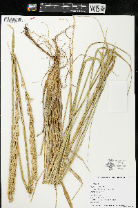 Leymus mollis image