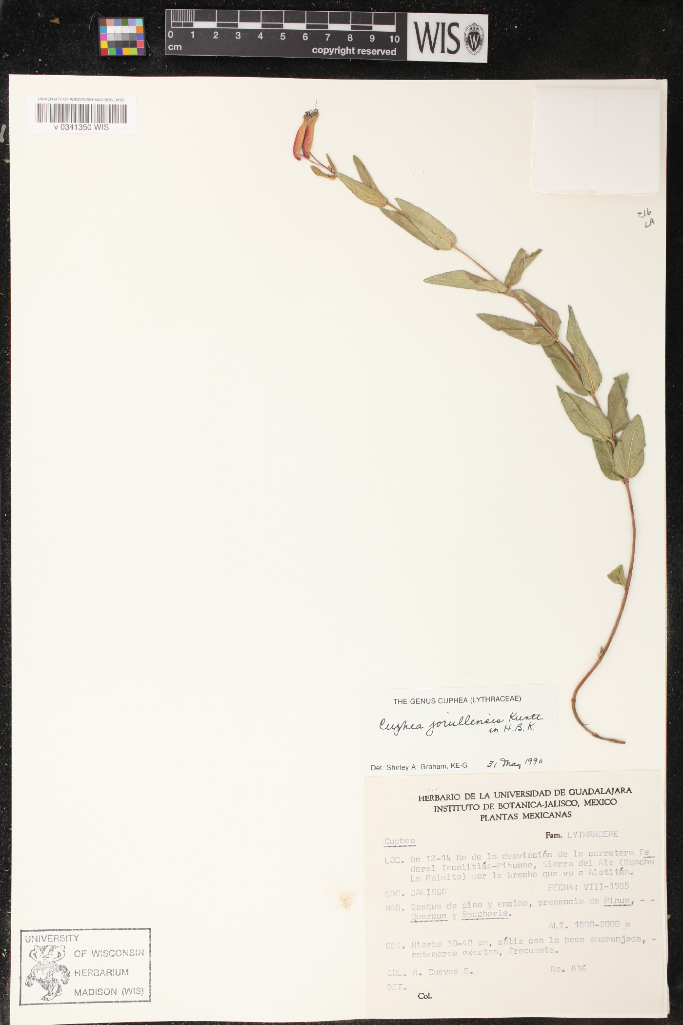 Cuphea jorullensis image