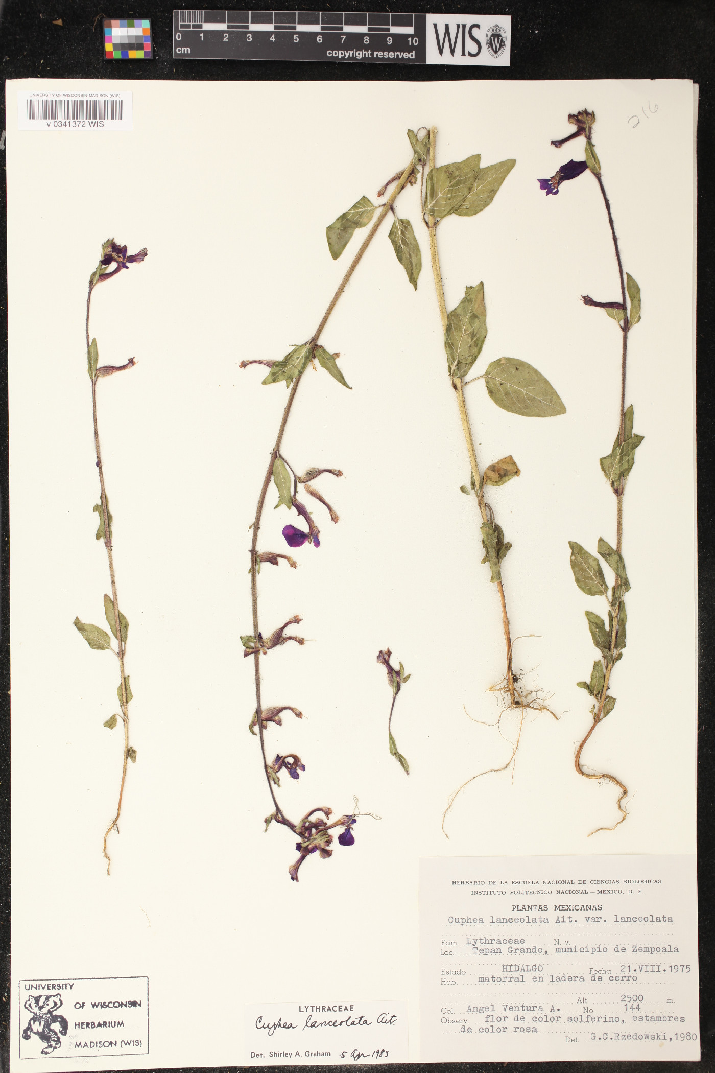 Cuphea lanceolata image