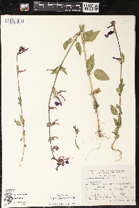 Cuphea lanceolata image