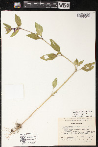 Cuphea lanceolata image