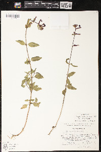 Cuphea lanceolata image