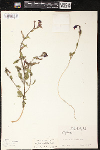 Cuphea lanceolata image