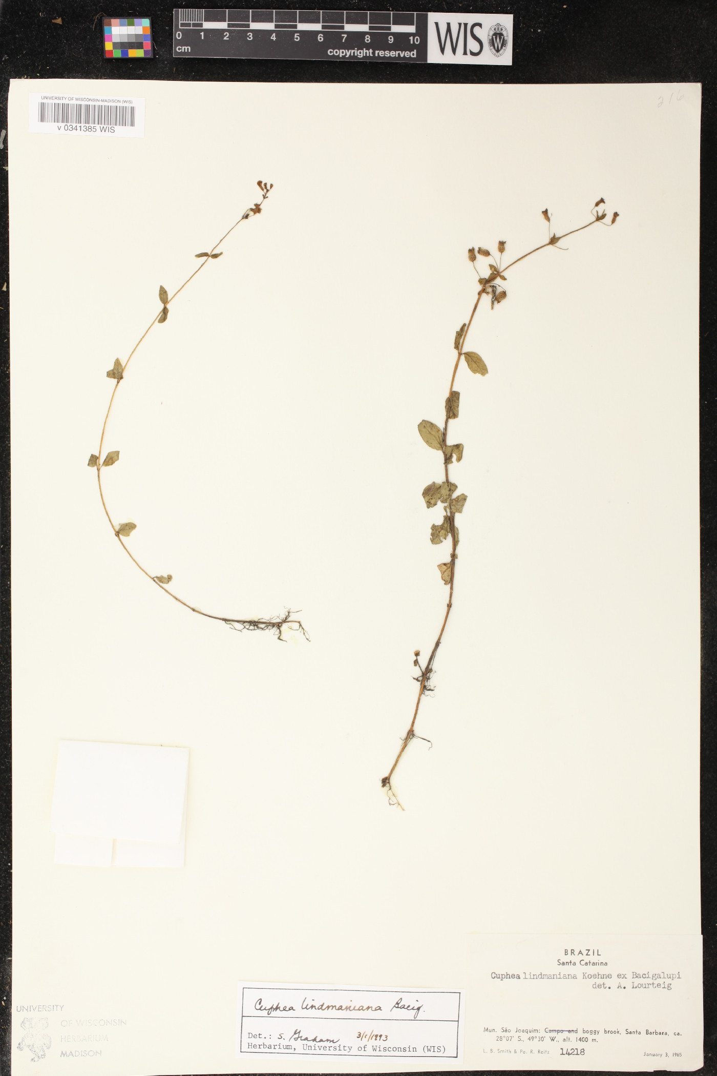 Cuphea lindmaniana image