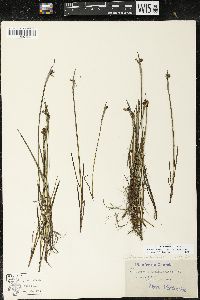 Sisyrinchium montanum image