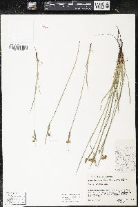 Sisyrinchium montanum var. montanum image