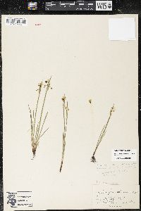 Sisyrinchium montanum var. montanum image