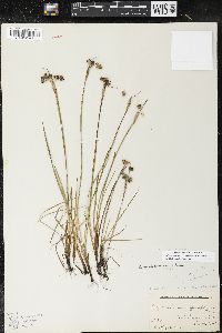 Sisyrinchium montanum image