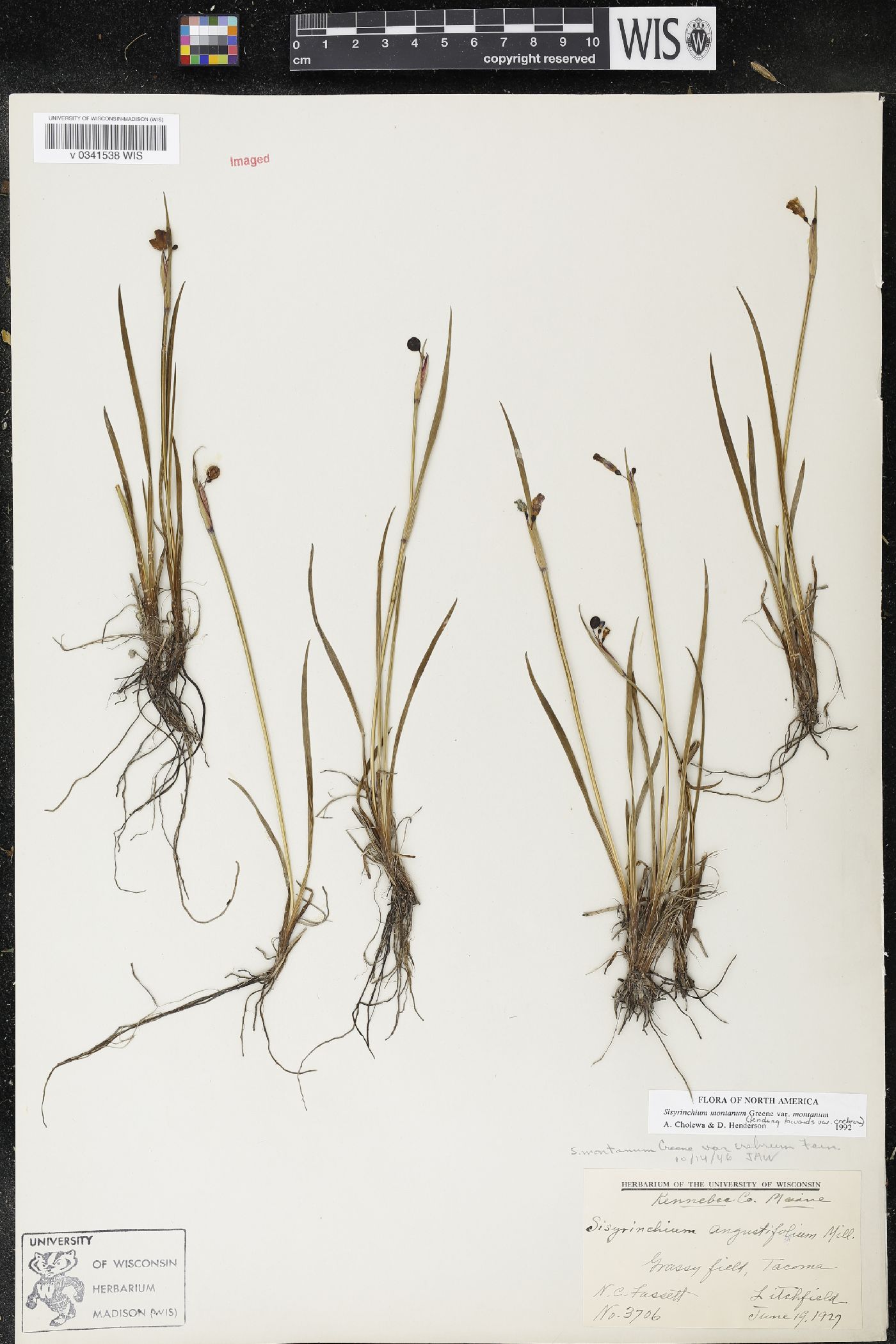 Sisyrinchium montanum var. montanum image