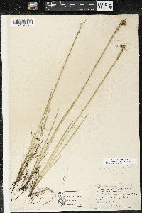 Sisyrinchium montanum var. montanum image