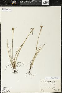 Sisyrinchium montanum var. montanum image