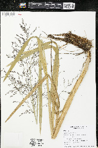 Glyceria grandis image