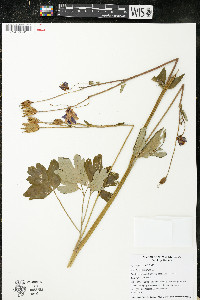 Aquilegia vulgaris image