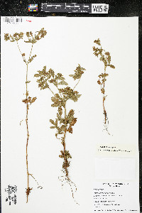 Potentilla norvegica subsp. monspeliensis image