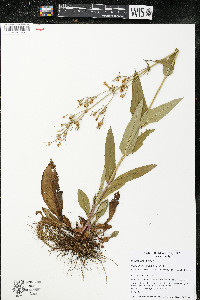 Penstemon hirsutus image